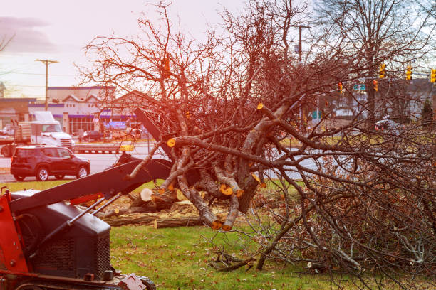 Best Hedge Trimming  in USA